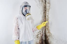 Why You Should Choose Our Mold Remediation Services in Placeholder8